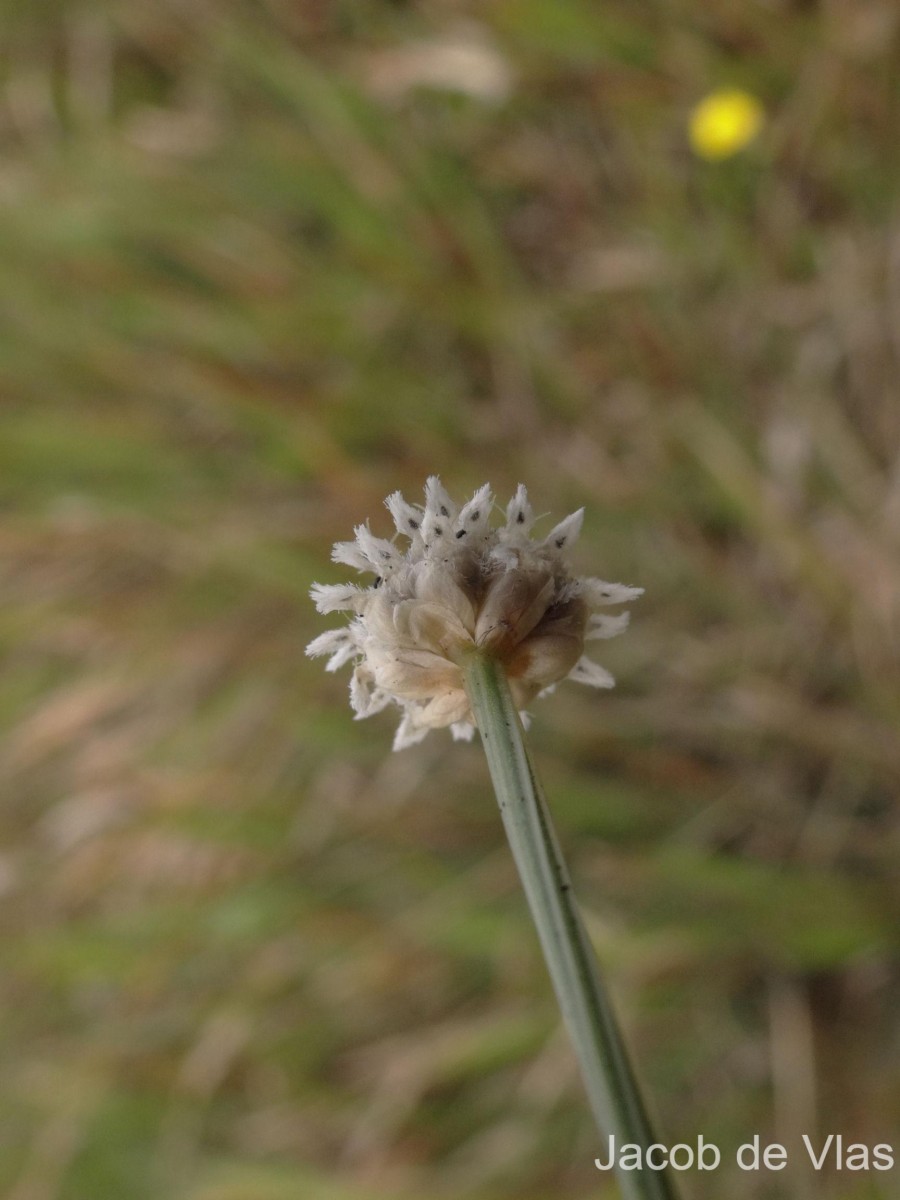 Eriocaulon ceylanicum Körn.